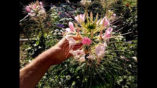 How to grow Cleome Hassleriana (spider flower) from seed