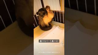 キンカジュー君地べたですみっコぐらし決め込む #kinkajou #animal #エキゾチックアニマル #キンカジュー #すみっコぐらし #shorts