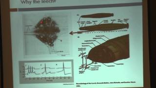 What a Leech Can Tell Us about How it Hurts: Dr. Brian Burrell at TEDxSiouxriver