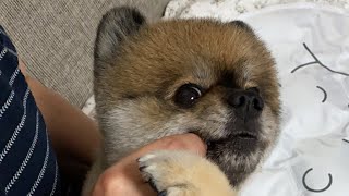 ぼっちゃんの5/17【歯磨きガム/Dental gum】 #Short 【ポメラニアン ぼちゃお/Pomeranian Bochao】