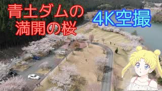 4K空撮 満開の桜 滋賀県甲賀市 青土ダム Mavic Airにて