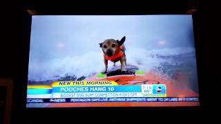 GMA Purina Pro Incredible Surf Dog Competition with Kihei and others