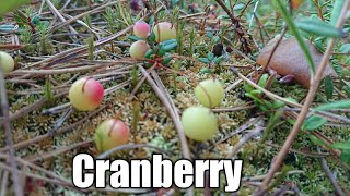 Cranberry   แครน​เบอร์​รี่    Karpale karpalo ภาษาฟินแลนด์ กำลังจะสุกจ้า  | สาวแซร์อ in Finland