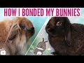 How I bonded my 2 female rabbits! 🐰