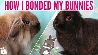 How I bonded my 2 female rabbits! 🐰