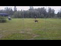 rovaniemi 06.07.2019 konekarhu jokke petotesti karhutesti machinebear beartest beasttest bear dog