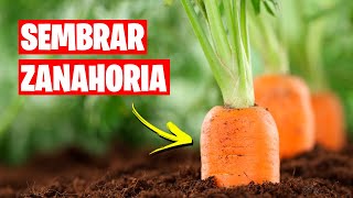 Como sembrar Zanahorias 🥕 (Huerto Urbano) | La Huerta de Ivan