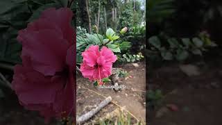 Hibiscus 🌺 in the mid of Forest | #satisfying #nature #flowers