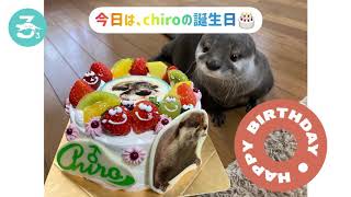 【カワウソチロとサラ】1月5日はchiroの誕生日