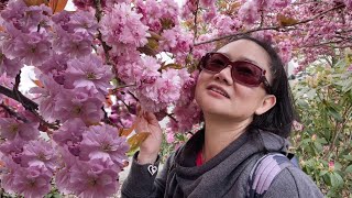 ประวัติความเป็นมาของต้นดอกซากุระในอเมริกา | Cherry Blossom In America