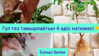 ГҮЛДЕР ТЕЗ ТАМЫРЛАУ ҮШІН 4 ӘДІС НӘТИЖЕСІ. Екінші бөлім