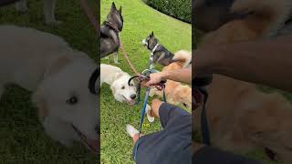 My dogs have too much energy #dogsofyoutube #dogs #dog #husky #huskies #puppy #goldenretriever