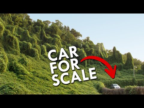 How did Kudzu come to America?