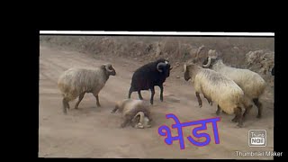 भेडा लडाइँ fighting of sheep