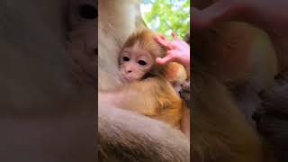 mother love baby monkey 🐒🐒 #shorts #short #shortvideo #shortsvideo #monkey