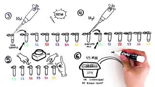 Forensic DNA Fingerprinting Kit Student Activity Video Quick Guide