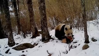 Familienzeit im Qinling-Naturschutzgebiet