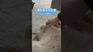 【思わせぶりな猫】このあと反省したのかめちゃくちゃ甘えてきた#cat #ねこのいる生活 #ラガマフィンのレオちゃんねる