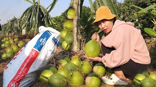 Harvesting gac fruit, making tea from ginger root, growing a dream garden