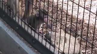 Baby Monkey.　ニホンザルの赤ちゃん2014（旭山動物園）③