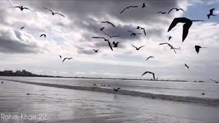 Tiktok sky birds flying video | flying crow tiktok video | RahimVlogs India