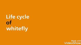 வெள்ளை ஈ வாழ்க்கைச் சுழற்சி life cycle of white fly வெண்டையில் YVM வைரசை பரப்பும் வெள்ளை ஈ