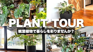 【PLANT TOUR】春先にオススメ！部屋がオシャレになる観葉植物インテリアのご紹介| 観葉植物のある暮らし | インテリアグリーン | 注文住宅｜東海工務店｜波多野工務店