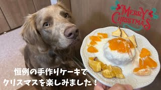 【ルルちゃん日記#51】手作りケーキとプレゼントでクリスマスを楽しみました！