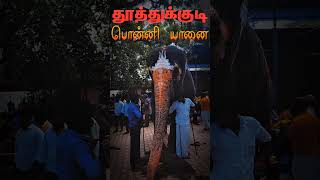 பொண்ணு யாரு நம்ம பொன்னி #elephant #elephants #tamil #thoothukudi