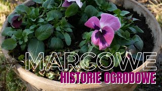 MARCOWE HISTORIE OGRODOWE c.d.