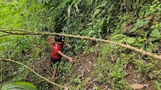 中国小伙阿宝在越南：阿宝在大山上发现一个流浪女孩#三农