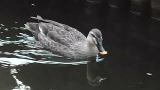 カルガモ、長ーい追いかけっこの末に交尾。マガモカップルSpot-billed ducks, copulation at the end of a long chase. Mallard couple