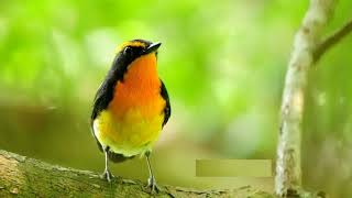 Forest Birds Ringtone | Free Ringtones Download