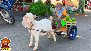 YoYo JR takes the goat to harvest fruit to sell