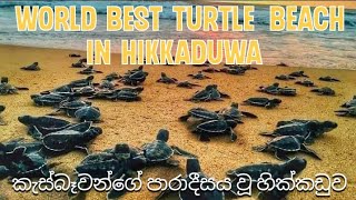 Sea Turtle Beach Hikkaduwa. Visit Sri Lanka. කැස්බෑවන්ගේ පාරාදීසය හික්කඩුව.