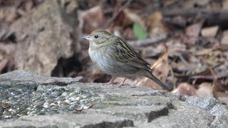 自然環境保全センター 自然観察園のクロジ（雌）その３６（4K60P動画）