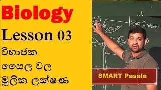 Biology Lesson 03 විභාජක සෛල වල මූලික ලක්ෂණ