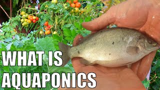 What is Aquaponics \u0026 How Does it Work ?