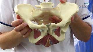 Pelvic floor muscle exercises: How to do them
