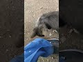 捨てられて来た子猫🐱ノミダニ駆除剤直後