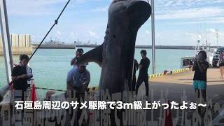 沖縄の生き物　石垣島周辺のサメ？