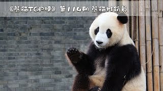 《熊貓TOP榜》第114期 熊貓推銷員 | iPanda熊貓頻道