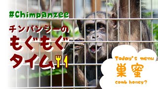 【福岡市動物園】チンパンジーの『もぐもぐタイム（巣蜜）』