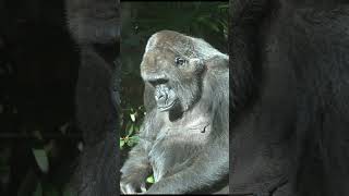 日向ぼっこするトトさん☀️🦍  【上野動物園】  ゴリラ