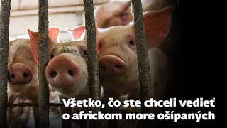 Všetko, čo ste chceli vedieť o africkom more ošípaných