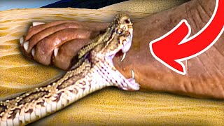 Most Painful and Deadliest Snake Bite In The World!