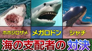 【最強対決】メガロドンVSシャチVSホホジロザメ 現代、太古それぞれの海を支配した者がもし衝突したら…！？【動物雑学】