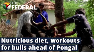 Special diet plan for Jallikattu bulls to fight well