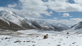 Bears of the Pamirs