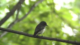 野鳥撮影・ 旅鳥　エゾビタキ　Grey-streaked Flycatcher